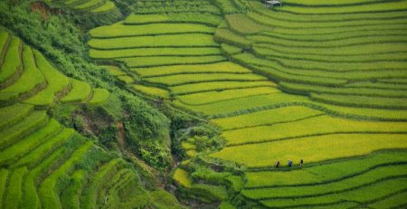 Photo Rice field