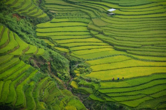 Photo Rice field